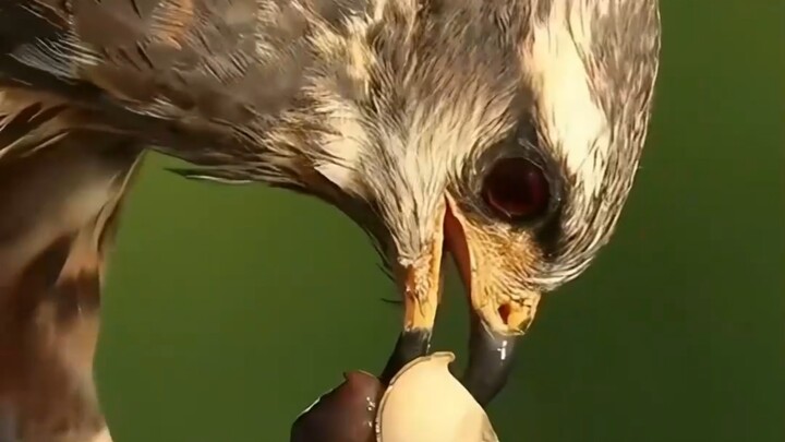 This bird is absolutely the most deadly natural enemy of the apple snail.