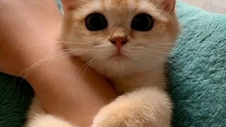 Beberapa kucing tumbuh besar hanya dengan dipeluk!