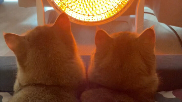 แมวน้อยบางตัวพออบไปสักพักก็……