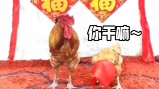 Wedding Chicken March
