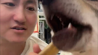 My dog is easily startled all day long.