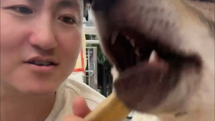 كلبي في المنزل يفزع باستمرار طوال اليوم.