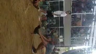 7/10 tawagan..matangkad  at malaki kalaban 1yr,+ old..samin saktohan kaso 4yr old🤣..winner