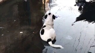 Kiệt tác của Lưu Dũng, chú chó cướp biển mà mọi người hằng mong ước.