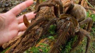 เปิดกล่องแมงมุมที่ใหญ่ที่สุดในโลก ทารันทูล่า ยักษ์แห่งลุ่มน้ำอเมซอน