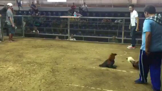 Grey Gold Fastest Kill WIN at #Sta.MariaSquareCockpitArena