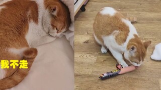 The woman was madly disgusted with the stray cat that came into her house, but she turned into a sof