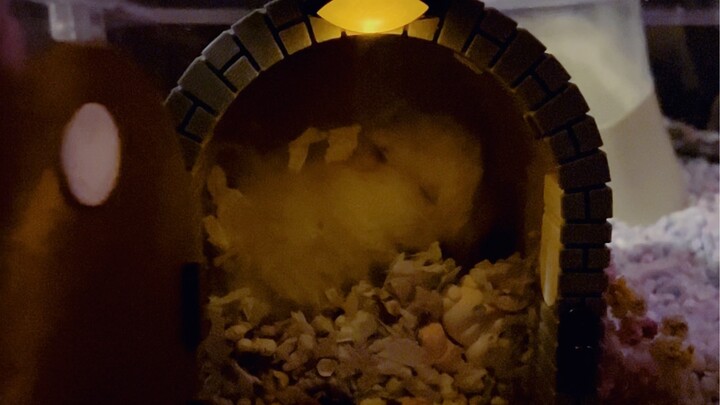 How to Make a Hamster Peek-Through Box on a Budget