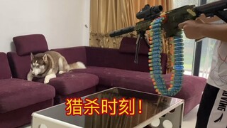 用玩具机枪对着哈士奇扫射，会发生什么？