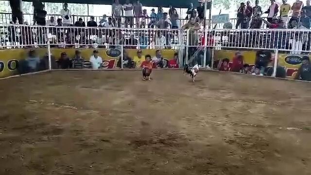 1cock timbangan win