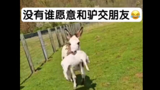 No one wants to be friends with a donkey