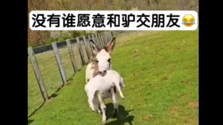 没有谁愿意和驴交朋友