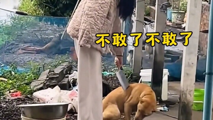 “Ternyata anjing seganas apa pun tetap takut pada harimau betina”