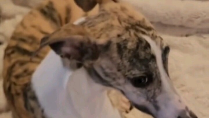 Let me do it for you: The final fate of Xigou 😂 Seriously, this is the last time—I’m dropping four!