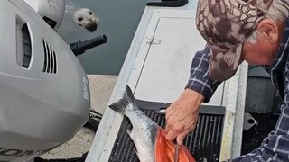 Seorang paman sedang memotong ikan salmon di dermaga ketika ia terlihat oleh sekelompok anjing laut.