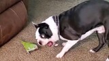 TRY NOT TO LAUGH WATCHING FUNNY DOG VIDEOS 2021 - Daily Dose of Laughter!