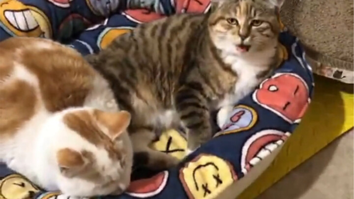 Even Little Grandma’s cold is already better, but Little Trumpet’s leg still hasn’t healed—because t