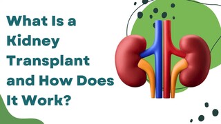 What Is a Kidney Transplant and How Does It Work