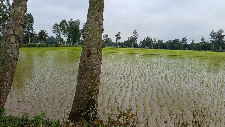 Guess if can which country it is?