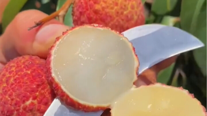 "Seedless lychee" is what the world should have! !