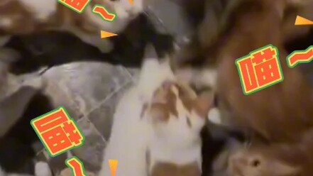 Lạc vào xứ sở mèo thần tiên