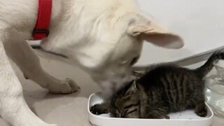 Cats, at least, shouldn't be this unlucky, right?