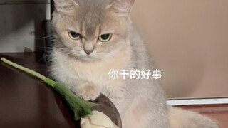 القط: لا تتقيأ المرة القادمة، فأنا لا أتحمل الكحول.