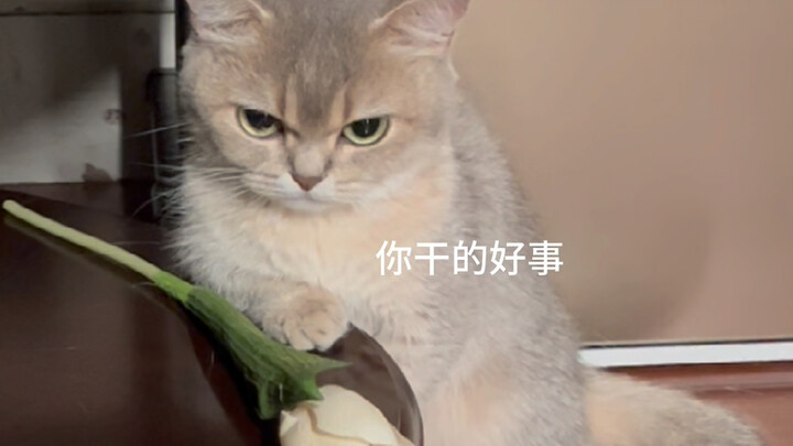 القط: لا تتقيأ المرة القادمة، فأنا لا أتحمل الكحول.