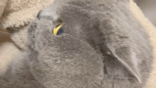 How realistic are Tom and Jerry?