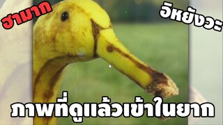 รวมคลิปตลกๆ : ตกลงจะเป็นกล้วย…หรือเป็นเป็ด!!?