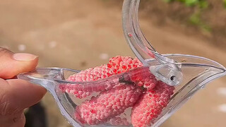 Decompression of golden apple snail eggs