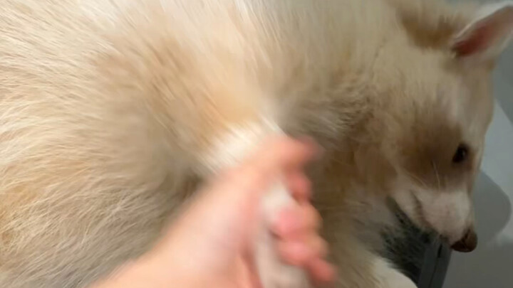 Nguyên Bảo ngày nào cũng phá nhà, Hiểu Hiểu ngày nào cũng làm nũng #GấuRừng