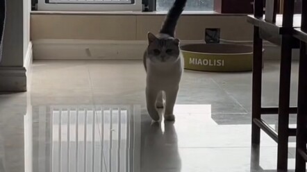 Angin Ujian Mengemudi Kelas Tiga Sudah Sampai ke Dunia Binatang!