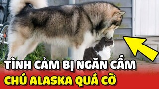 Chú chó Alaska bị "NGĂN CẤM" TÌNH CẢM với các bé mèo vì thân xác quá cỡ 😂 | Yêu Lu