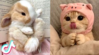 Cute TikTok Pets to Cure All Your Sadness 🥰