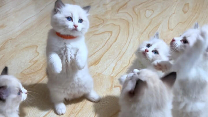 Now that I have a cat, I don’t even want to talk to people who don’t have one.