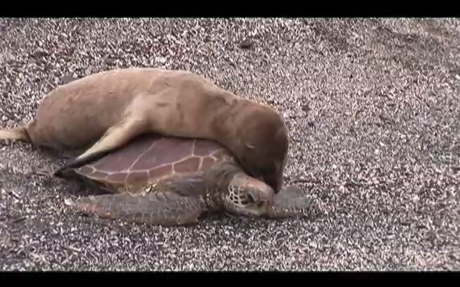 Baby sea lion hitching a ride on a sea turtle