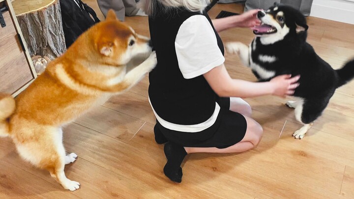 มีแขกมาที่บ้าน น้องหมาตื่นเต้นสุดๆ ความกระตือรือร้นแบบนี้เกินจะห้ามใจได้เลย!