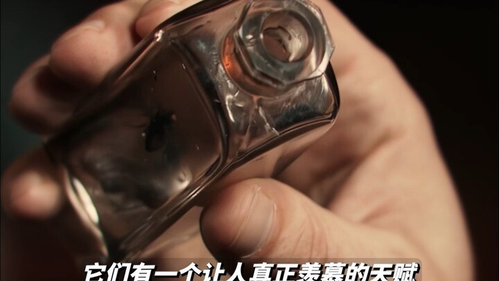 Lalat punya kemampuan menemukan daging busuk.