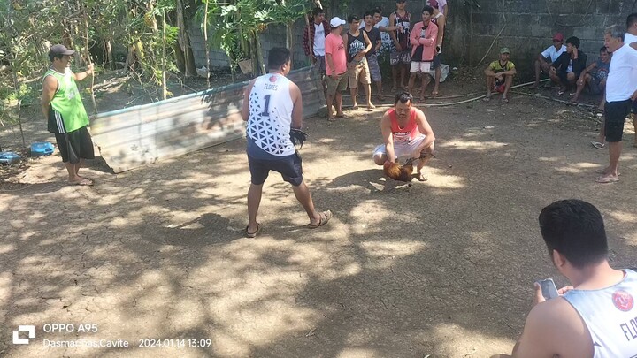 pure white Kelso win 😍