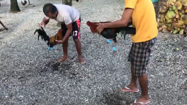 PNG fiesta January -14-2024