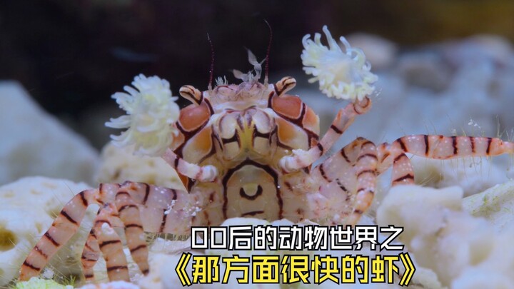 Pipi Shrimp — “He’s really fast in that department”