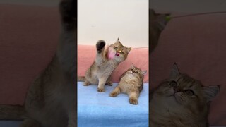 Kitten And His Daddy Playing Toy Togerther #shorts #kittens #cats #animals #viral #trending