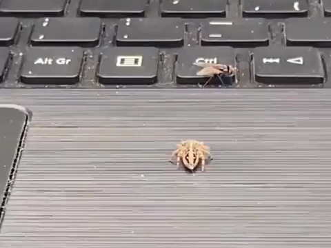 Jumping spider hunting on a notebook