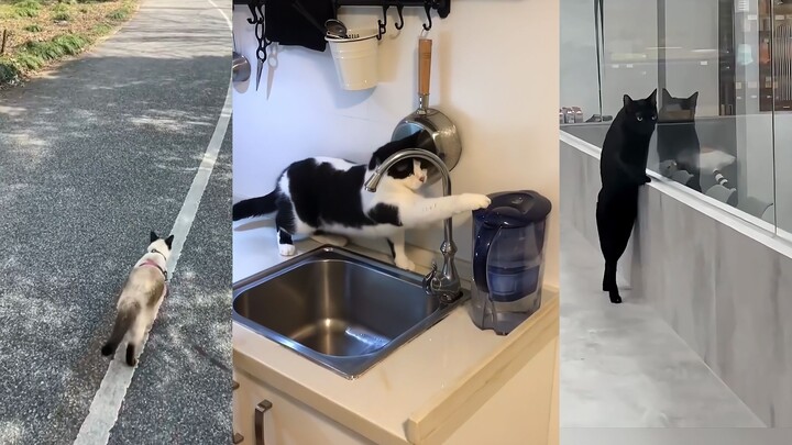 The moment the kitty started moving, my OCD symptoms instantly vanished!