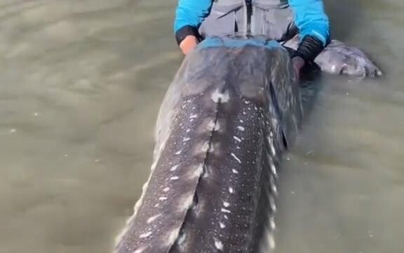 ปลาสเตอร์เจียนยักษ์