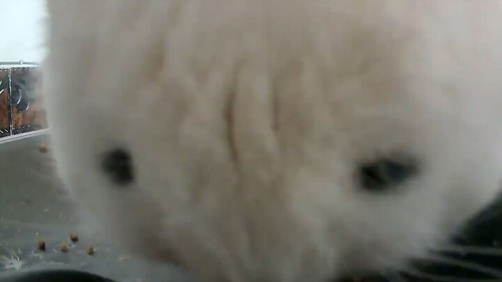 “Chow Yun-fat’s ‘CJ7: Time to Eat!’”