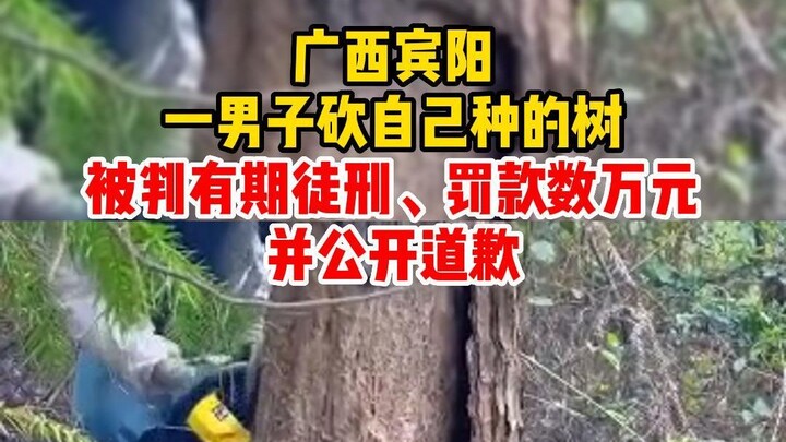 Pria di Binyang, Guangxi dipenjara karena menebang pohon yang dia tanam sendiri—apa pendapatmu?