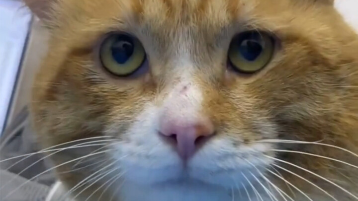 قال الطبيب إنه لا توجد قطة صغيرة تستطيع التغلب عليه.