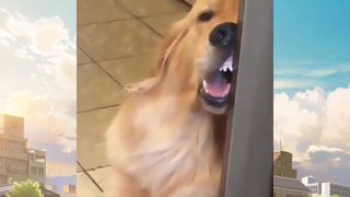 หมาตลก mixcut 24